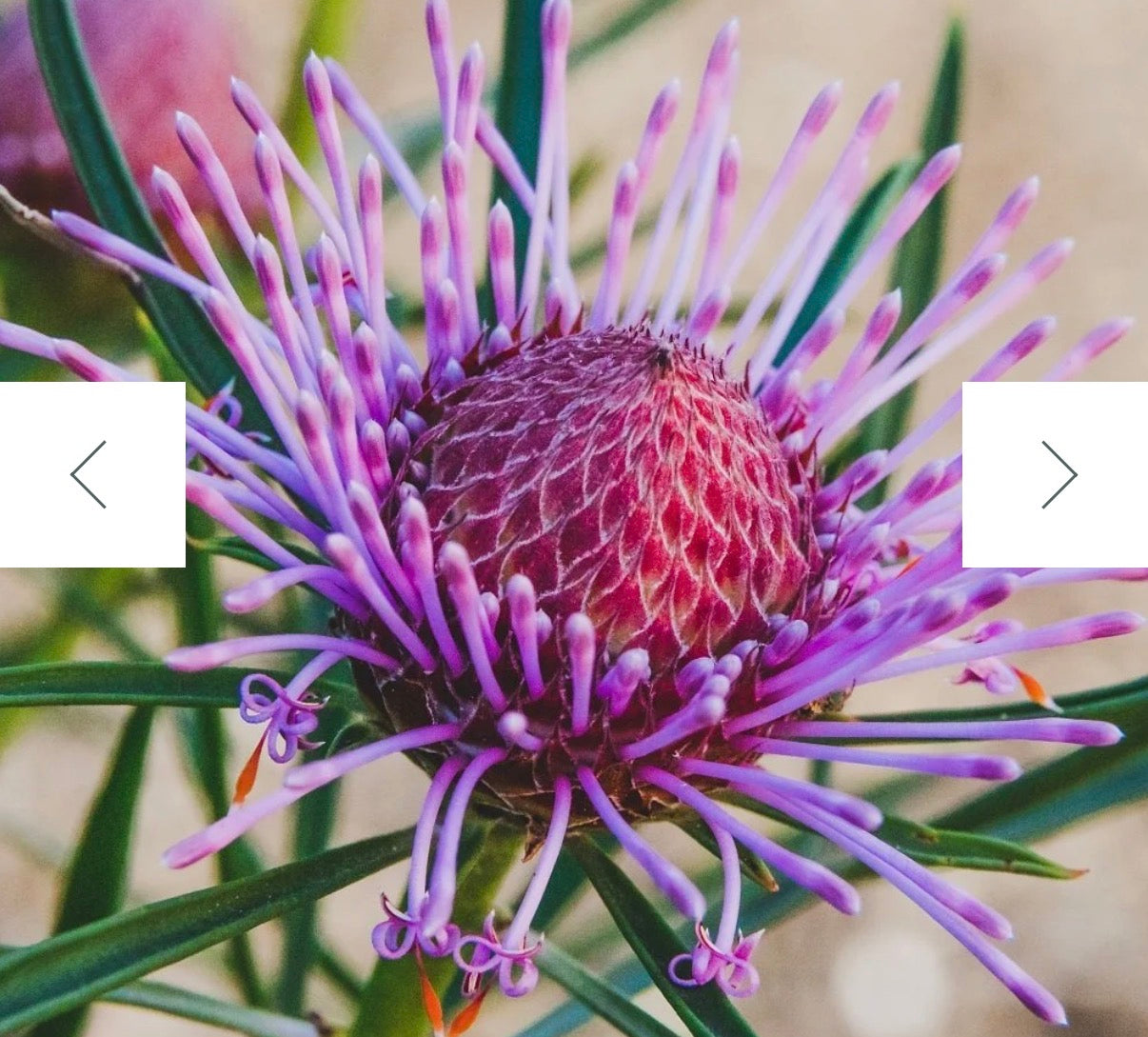 Gather Make Give - Purple Coneflower