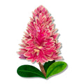 Erstwilder Pink Mulla Mulla Brooch