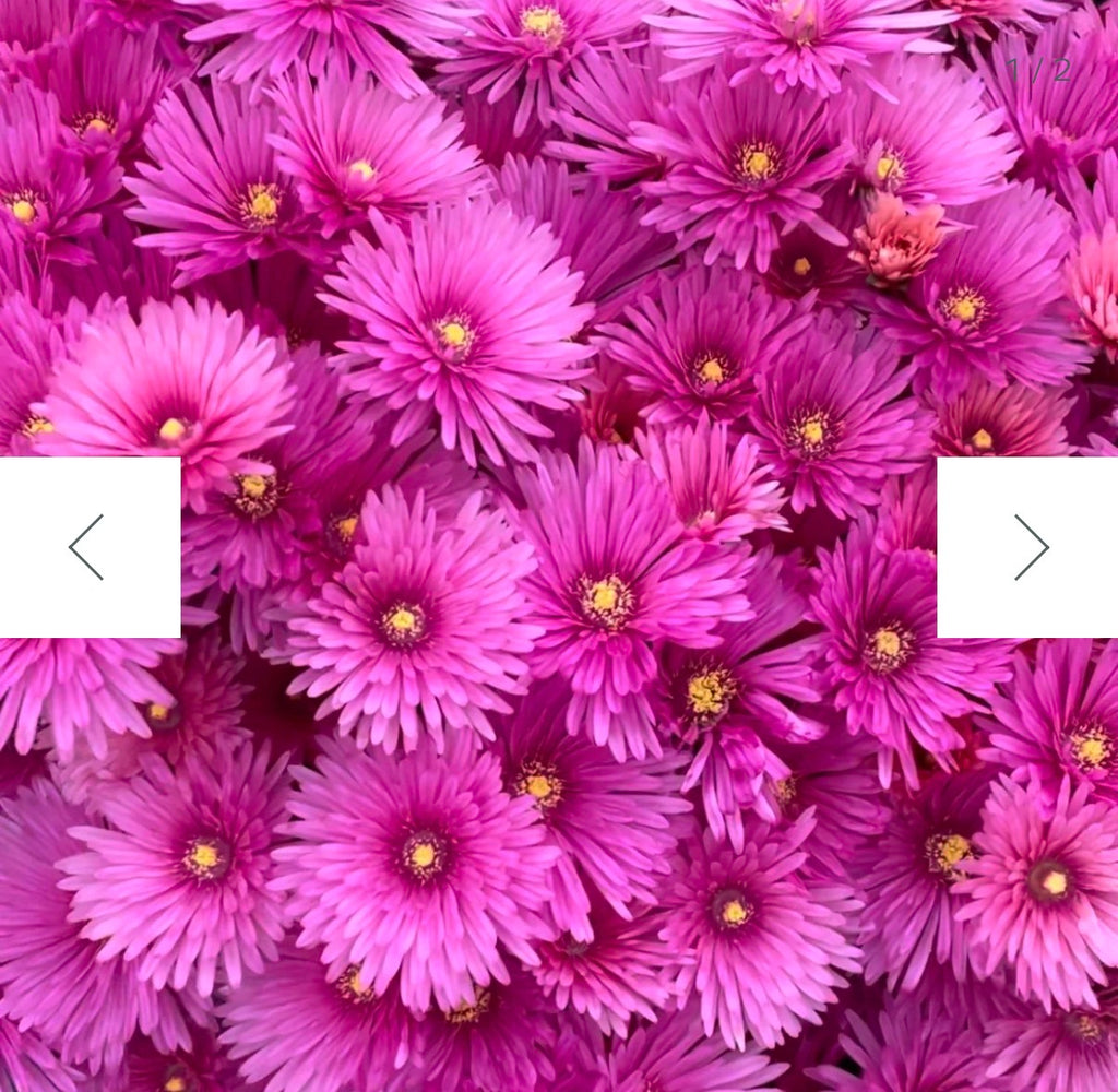 Gather Make Give - Pigface