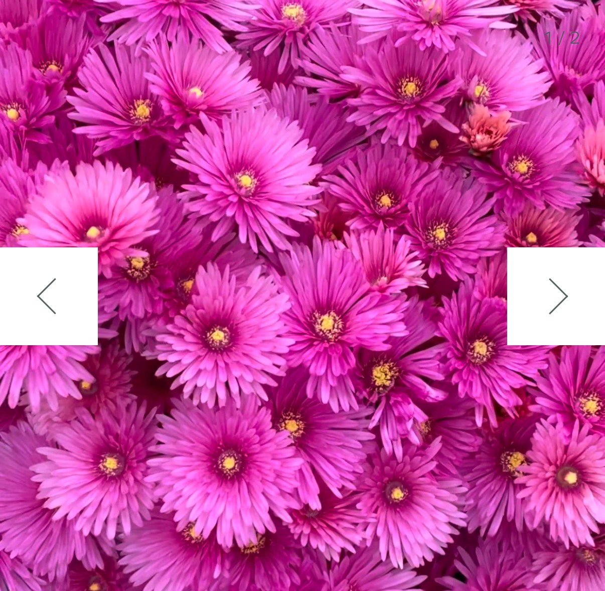 Gather Make Give - Pigface
